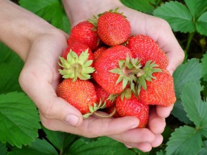 fraises AllAnd