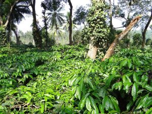coffee-plantation sarangib